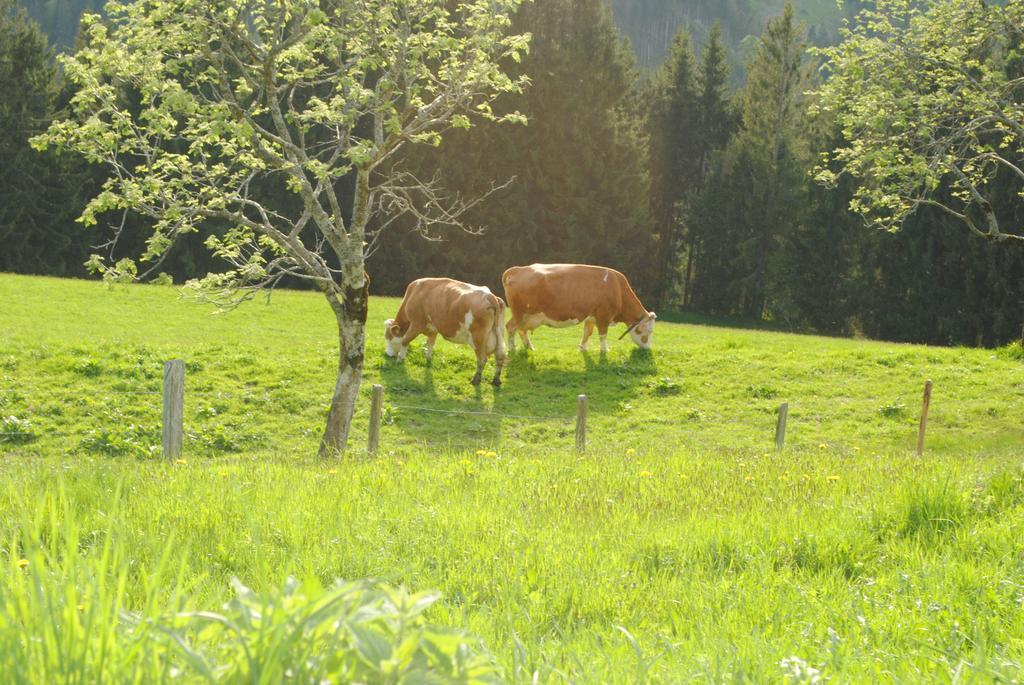 Siedlerhof Apartamento Hopfgarten im Brixental Exterior foto